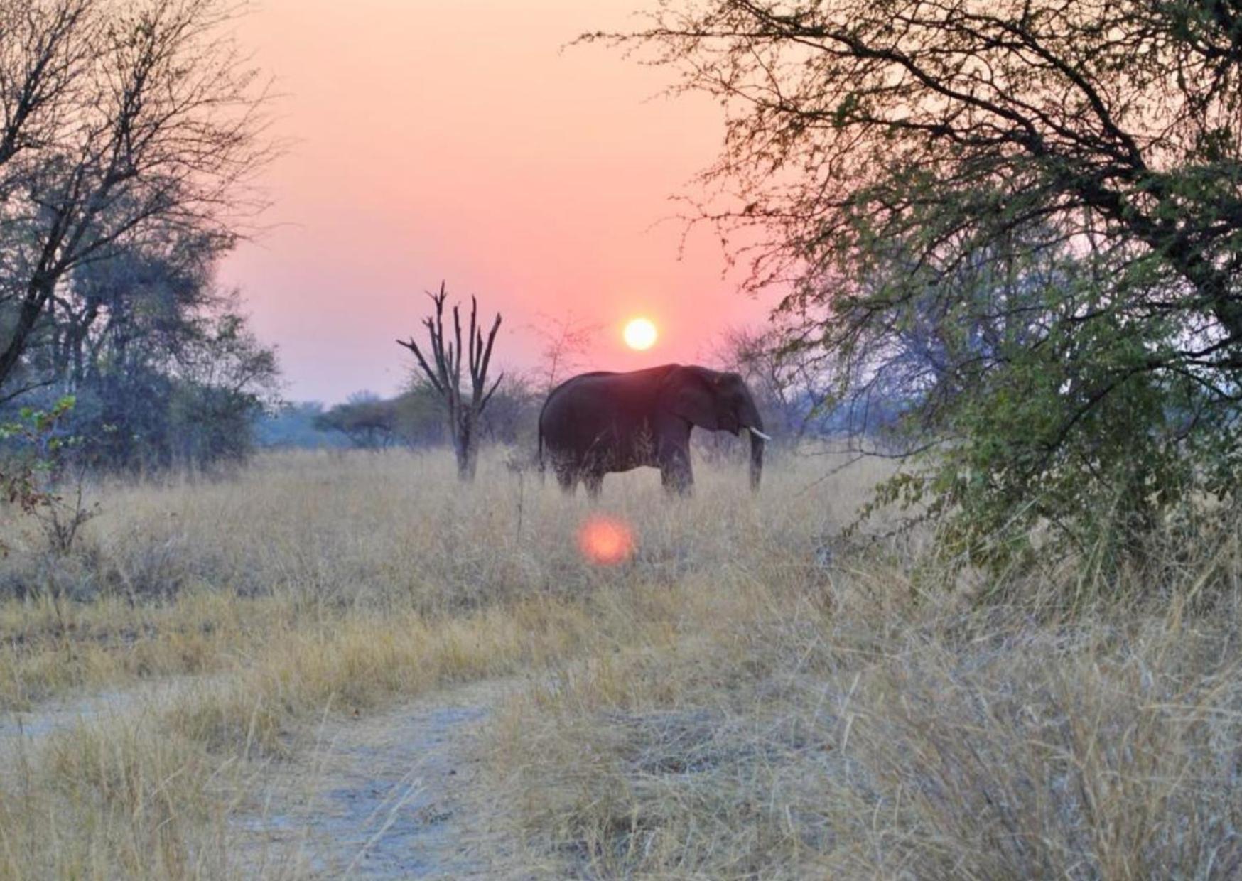 Phazama Farm Villa Maun Eksteriør bilde